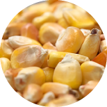 玉米（C）