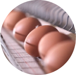 鸡蛋（JD）